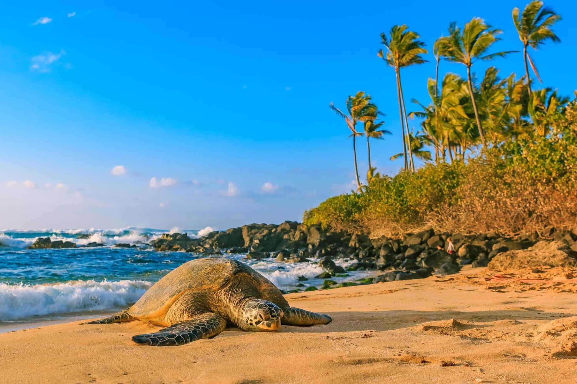 Delightful Hawaiian Monarch Studio Villa Honolulu Exterior foto